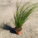 Ostrica Howardova (Carex howardii) ‘PHOENIX GREEN’- kont. P11